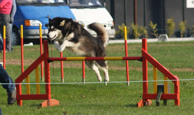 Bullit's agility buddy 'Onyx' - Mountain Home Sledog Joy (imp USA) - owned by Nicola Singh & Stuart Winterton - Sledog Kennels