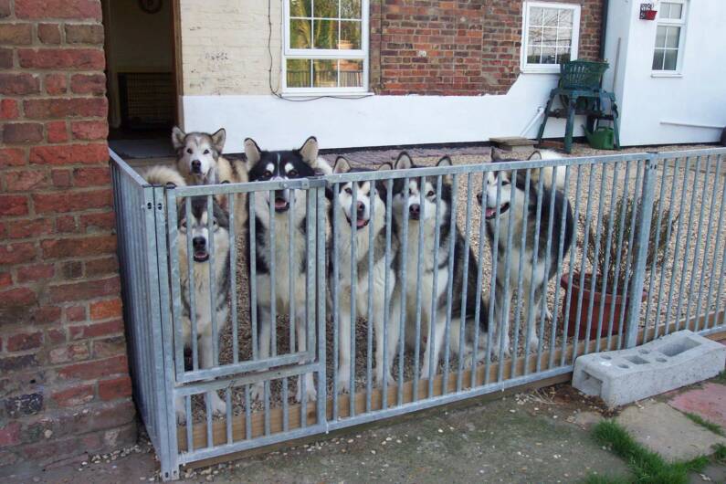 From L to R: Scarlet, Kina, Bullit, Wanda, Terra, Wookie