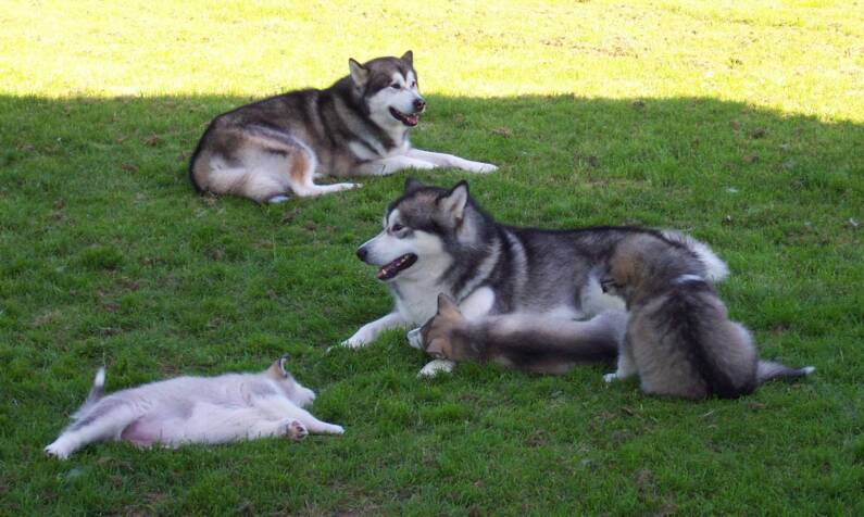 Wookie & Terra on puppy-sitting duties