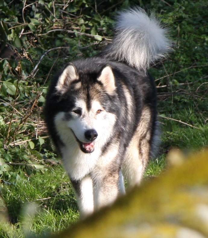 Timber age 12 years in the garden