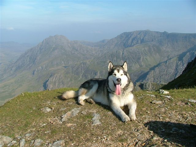 Wanda's brother Chewbacka enjoying his mountain