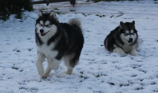 Striker (L) with Cub @ 7 months